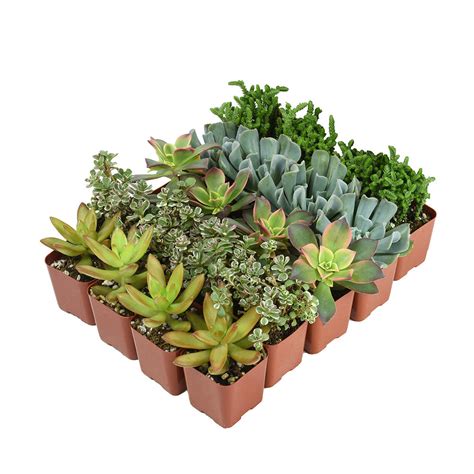 2 Inch Assorted Succulents 20 Pack Altman Plants Retail