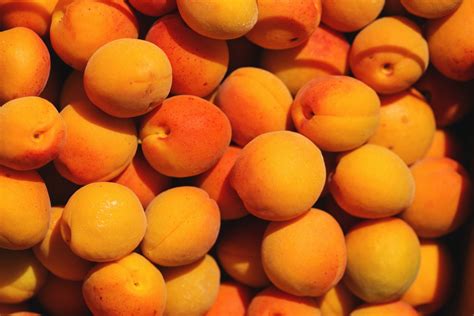 Apricots What Should You Know About Growing Them Lovyard