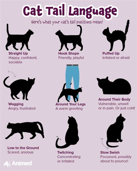 How to Read Cat Tail Language - Animed Direct