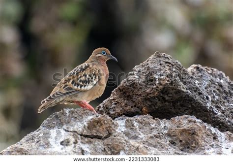 Galapagos Dove Zenaida Galapagoensis Perching On Stock Photo