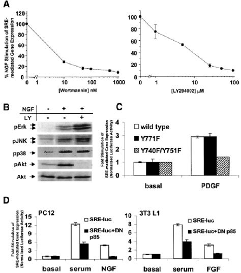 Ngf Stimulation Of Sre Mediated Gene Expression In Pc Is Attenuated