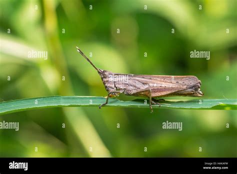 Grasshopper On Leaf Stock Photo Alamy