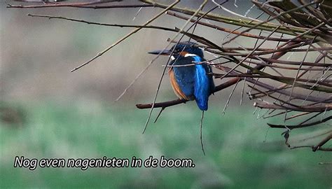 Jagende Ijsvogel Als Stripverhaal De Veluwenaar