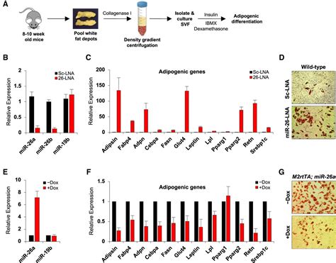 Mir Suppresses Adipocyte Progenitor Differentiation And Fat