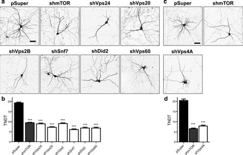 Knockdown Of Escrt Iii Complex Proteins And Vps A Simplifies Dendritic