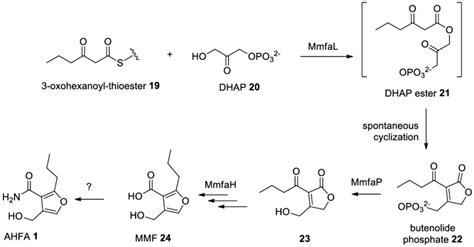 Scheme 1 Proposed Biosynthesis Pathway Of 1 Download Scientific Diagram