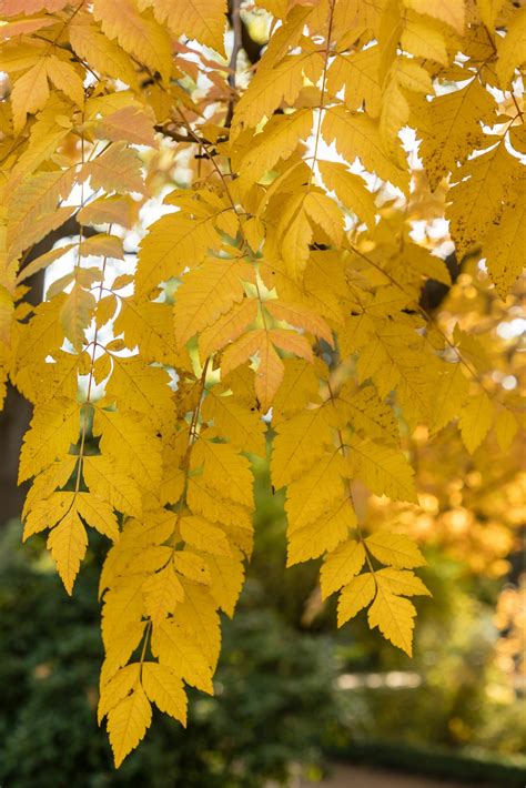 Koelreuteria Paniculata Tree Hillier Trees