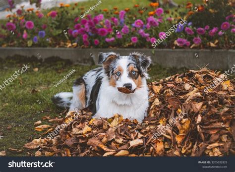 Australian Shepherd Puppy Playing Pile Colourful Stock Photo 2205022825