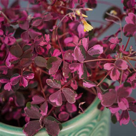 Szczawik Plum Crazy Oxalis Ma A Szklarnia