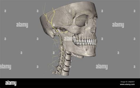 The auriculotemporal nerve is a branch of the mandibular division of ...