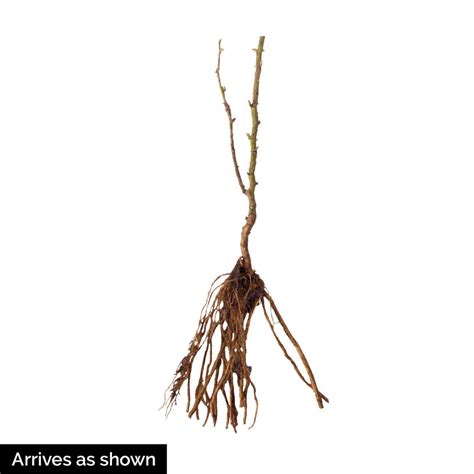 Arapaho Blackberry Gurneys Seed And Nursery Co