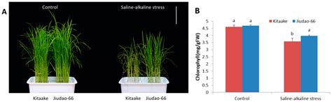 Agronomy Free Full Text Screening And Evaluation Of Salinealkaline