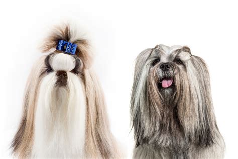 Lhasa Apso vs. Shih Tzu: How to Tell the Difference