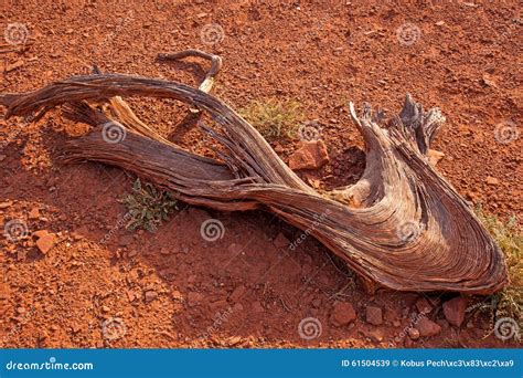 Desert Wood 1646 Stock Image Image Of Juniper Beauty 61504539