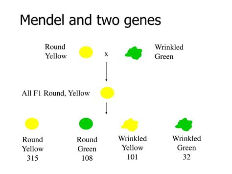 Ppt Mendel And Inheritance Powerpoint Presentation Free Download