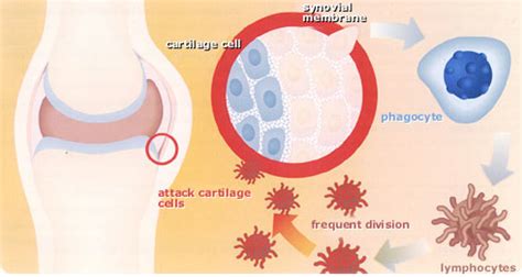 Welcome To The Visible Embryo