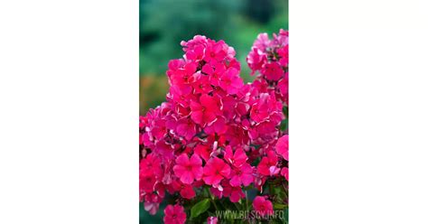 Floks Vincent Van Gogh Phlox Paniculata Bilscy Info