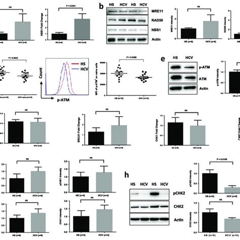 DNA Damage Repair ATM Signaling Pathway In T Cells Of HCV Infected