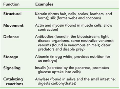 Protein Structure And Function Bsc109 Biology I