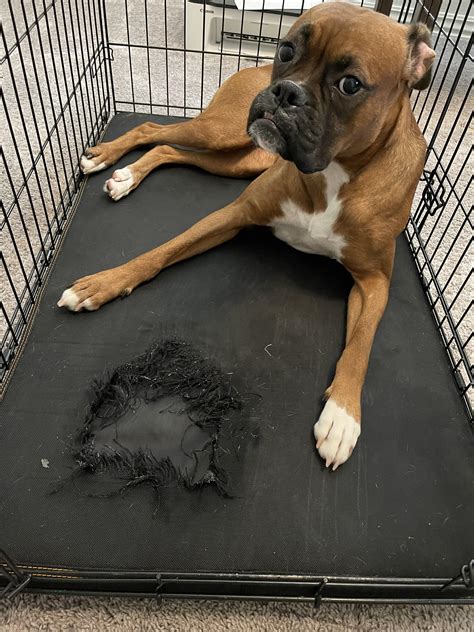 How To Keep Dog From Chewing Crate Mat