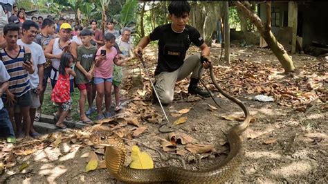 KING COBRA MUNTIK NA MAKAGAT SI COBRA PRINCE YouTube