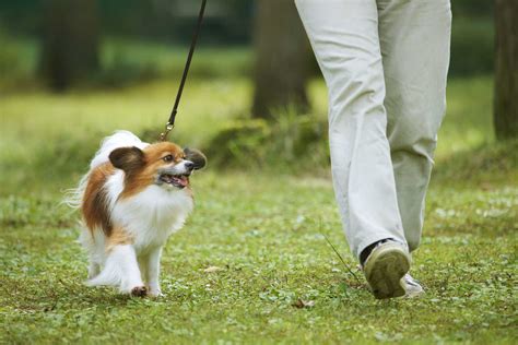 散歩中、犬がリードを強く引っ張るのをやめさせたい。 犬の困った行動を解決する30のしつけ方 Happylifestyle