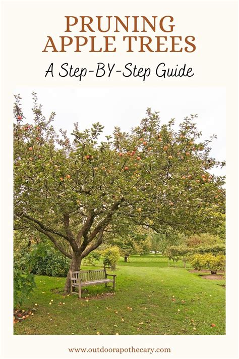 How To Prune An Apple Tree An Easy Step By Step Guide Artofit