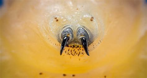 What Is A Botfly Larvae Learn About Natures Most Disturbing Parasite