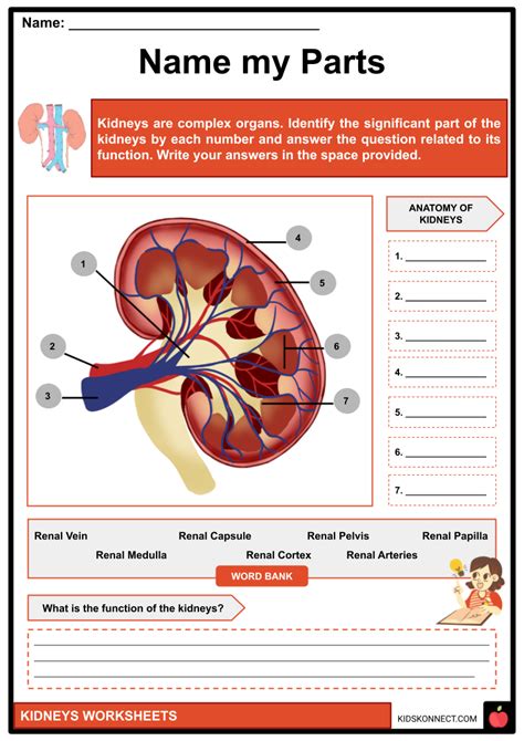 Kidneys Worksheets And Facts Anatomy Functions Diseases