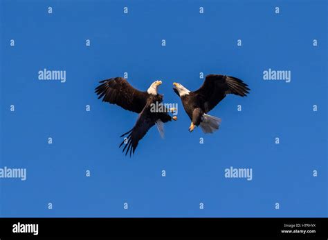 A Pair Of Bald Eagles Haliaeetus Leucocephalus That Are Likely Mates