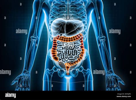 Large Intestine 3D Rendering Illustration Anterior Or Front View Of