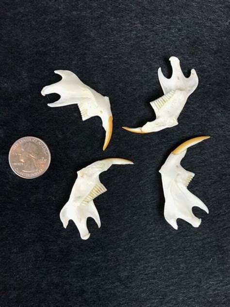 Assorted Animal Bones for Sale - The Bone Room