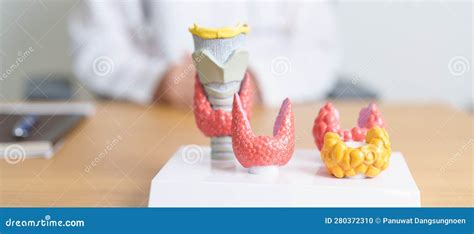 Doctor With Human Thyroid Anatomy Model. Hyperthyroidism ...