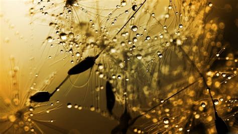 Rain Backgrounds For Desktop Pixelstalk Net