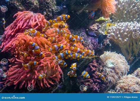 Clownfishs with Anemones Coral Reef Stock Image - Image of nature, natural: 110513577