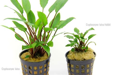 Криптокорина желтая (Cryptocoryne lutea) | содержание