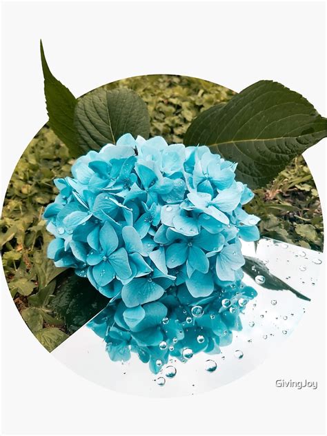 Beautiful Blue Flowers Of Hydrangeas Sticker For Sale By GivingJoy