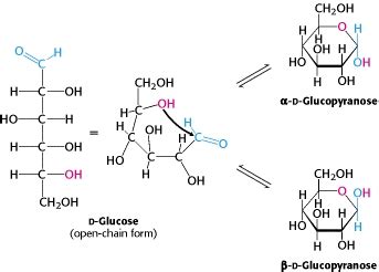 65 FRUCTOSE RING STRUCTURE AT EQUILIBRIUM - StructureofFructose3