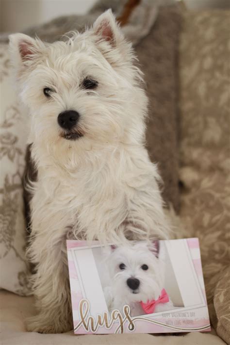 Happy Valentines Day Westie Romy Chiot Puppy 6 Mois Love Chiot