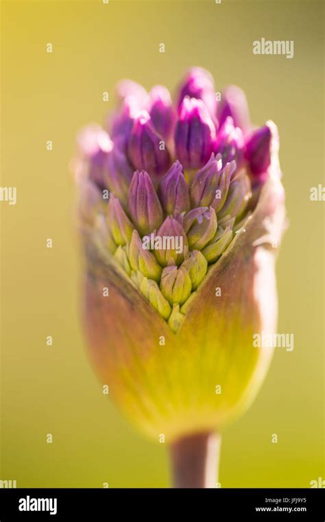 Close Up Of Allium Flower Bud On A Spring Green Background Stock Photo