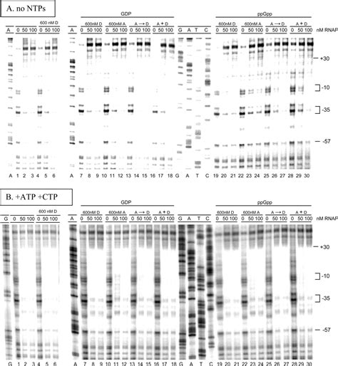 Antagonistic Regulation Of Escherichia Coli Ribosomal RNA RrnB P1