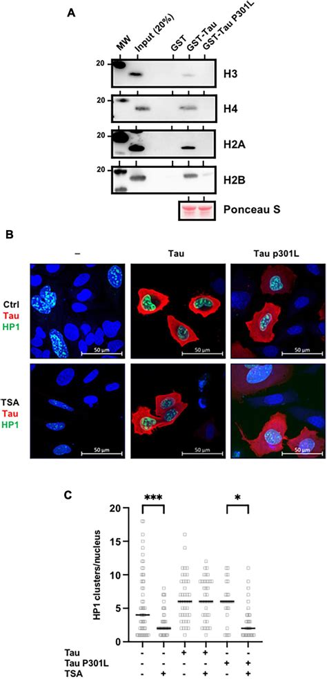 Frontiers Tau Stabilizes Chromatin Compaction