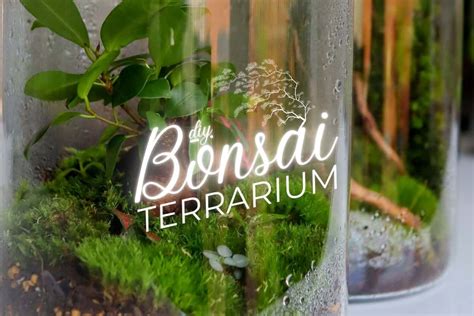 How To Build A Serene Bonsai Terrarium The Easy Way