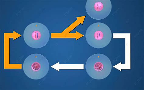 Mitosis Separating Chromosomes For New Nuclei Gametes Biology Haploid