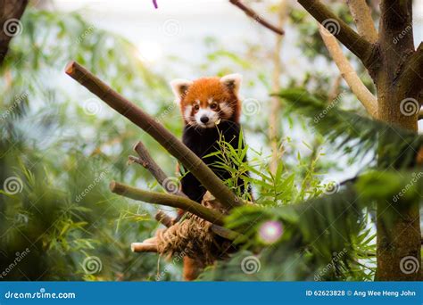 Red Panda stock photo. Image of travel, trunk, sleep - 62623828