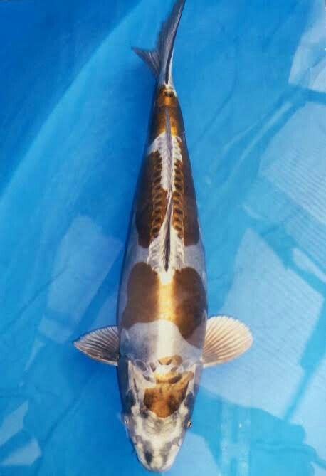 10 Most Expensive Types Of Koi Fish In The World