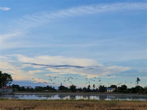 Wetland Marsh Bogland Free Photo On Pixabay Pixabay