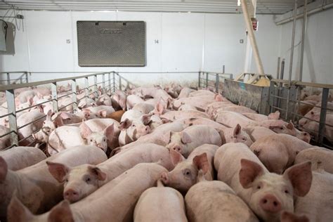 Meat Plant Closures Mean Pigs Are Gassed Or Shot Instead The New York