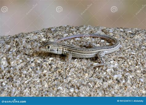 lizard ophisops elegans stock photo image  lacertidae