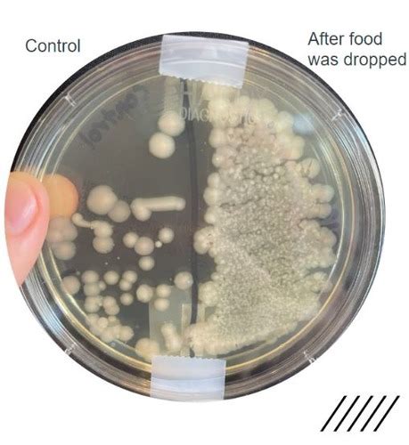 Microbiology Lab Practical 2 Study Guide Flashcards Quizlet